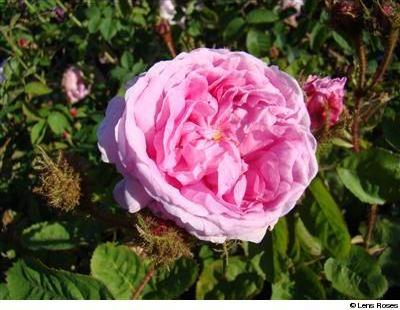 Rosa centifolia muscosa