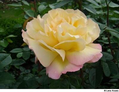Gloria Dei (syn. Madame A. Meilland, Peace)