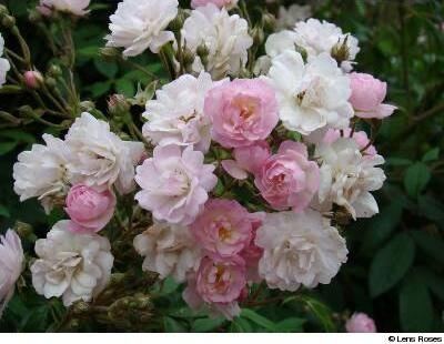 Guirlande Rose