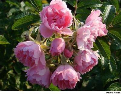 Pink Grootendorst