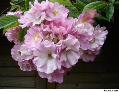 Apple Blossom - Obrázek 2