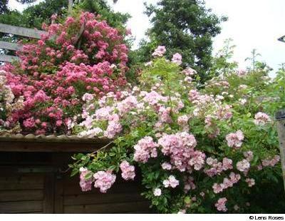 Apple Blossom