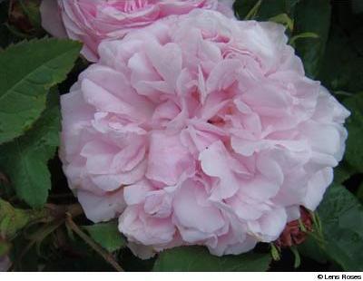 Ispahan