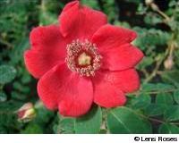 Rosa moyesii 'Geranium' - Obrázek 3