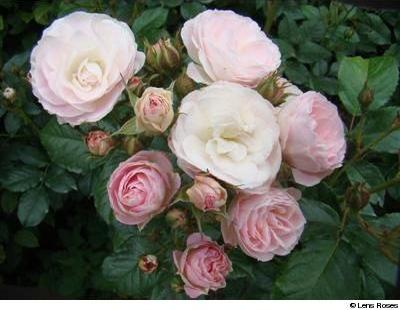Bouquet Parfait - Obrázek 2