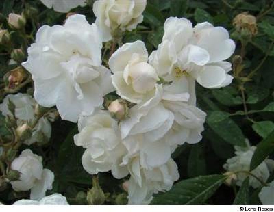 Schoone Gezelle Blomme - Obrázek 3