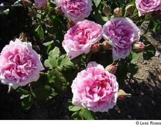 Comte de Chambord