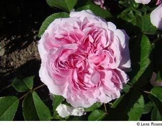 Jacques Cartier