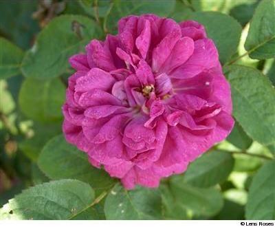 Rose de Resht