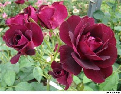 Burgundy Ice