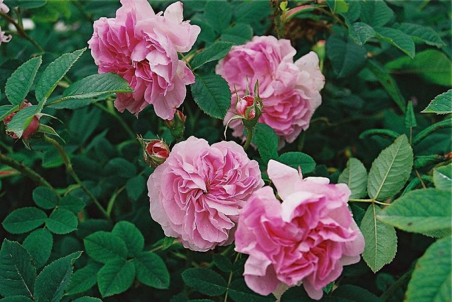 Blush Damask - Obrázek 3