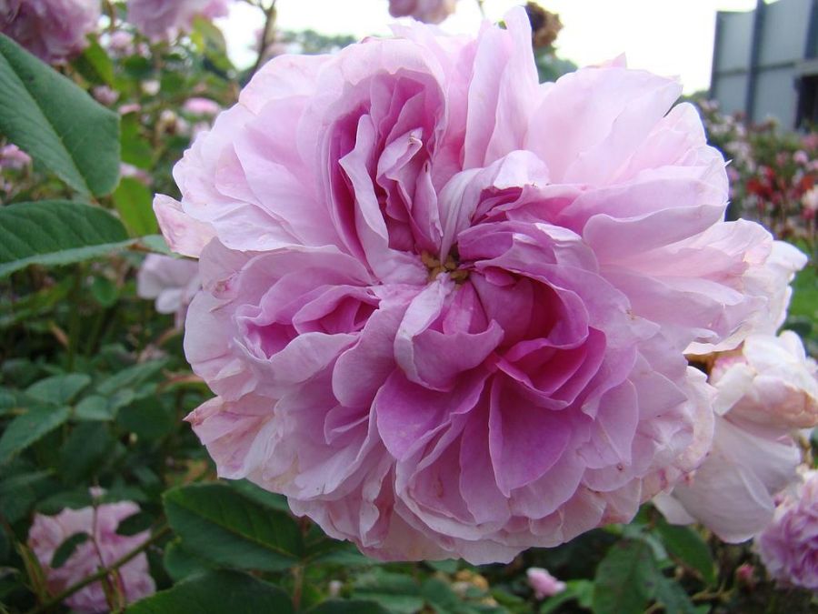 Blush Damask - Obrázek 2