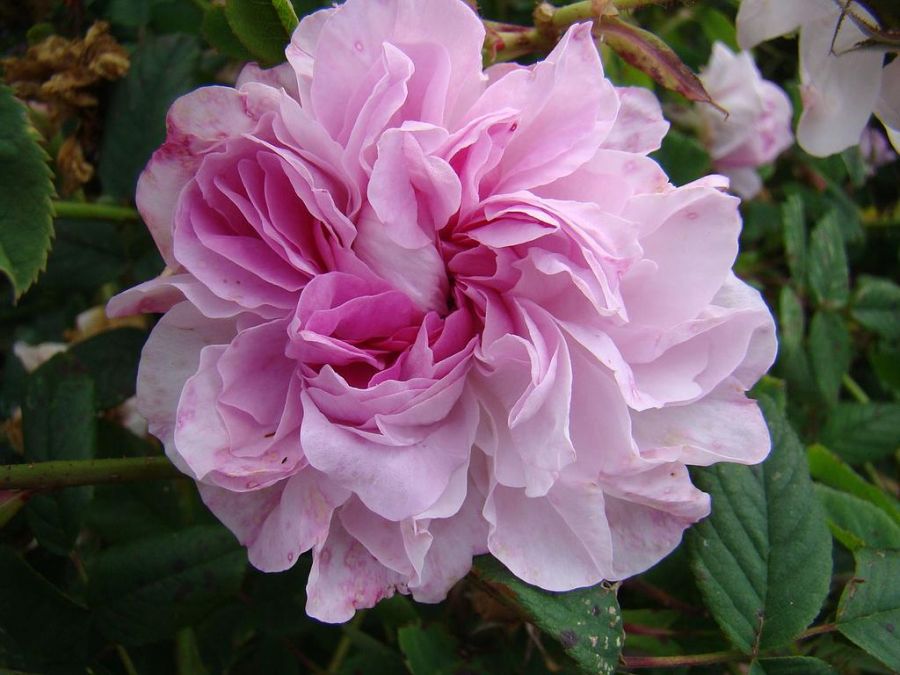 Blush Damask