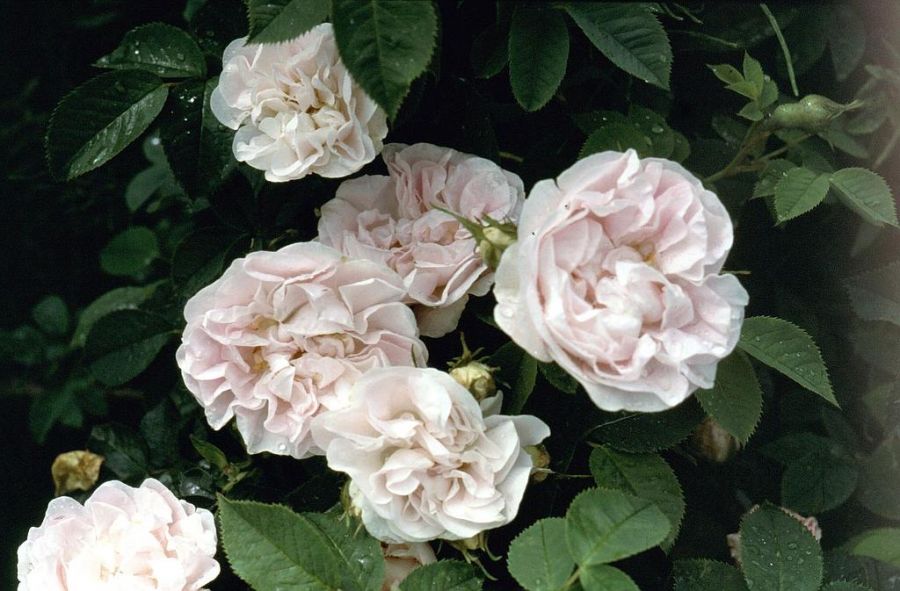 Cuisse de Nymphe (Maiden's Blush)