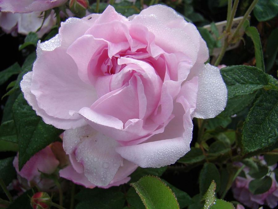Duchesse d'Angouleme