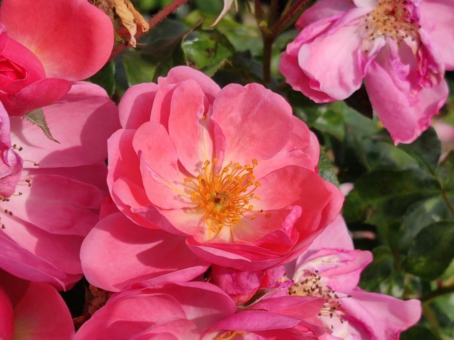 Finn's Rose® - Obrázek 4