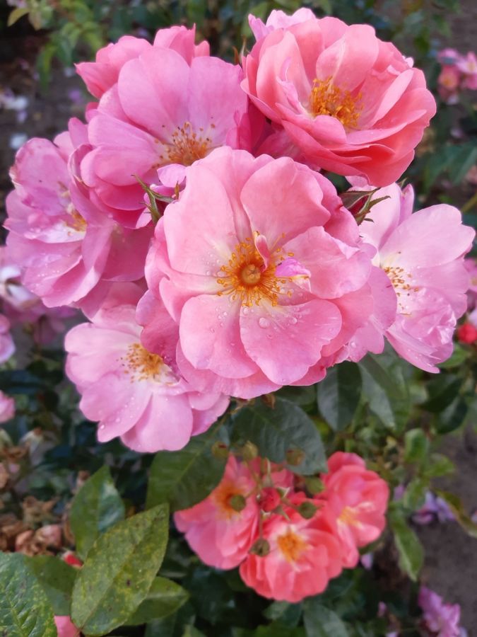 Finn's Rose® - Obrázek 3