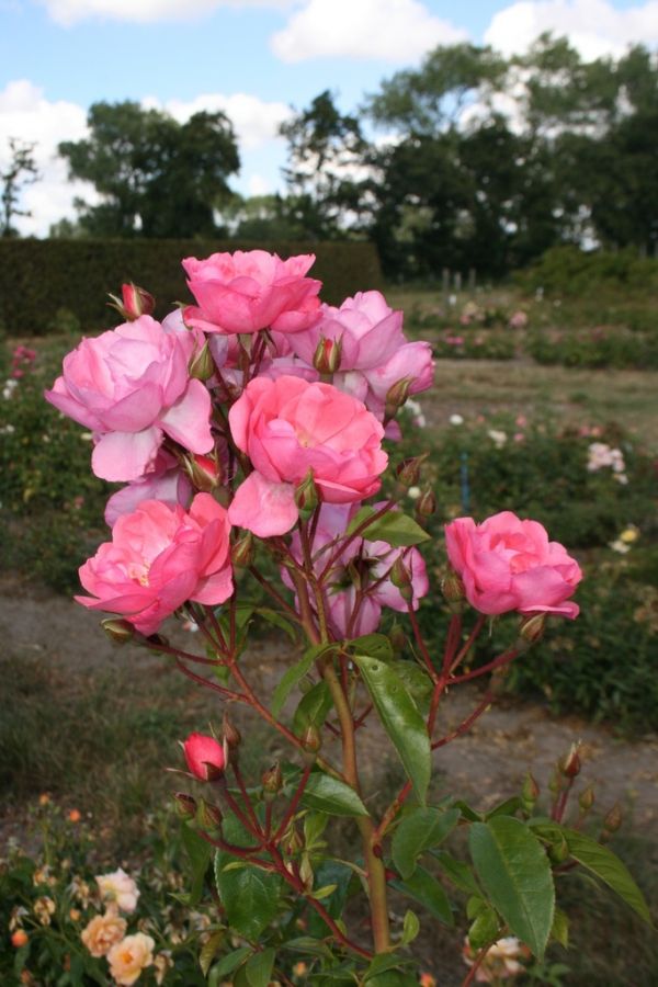 Finn's Rose® - Obrázek 2