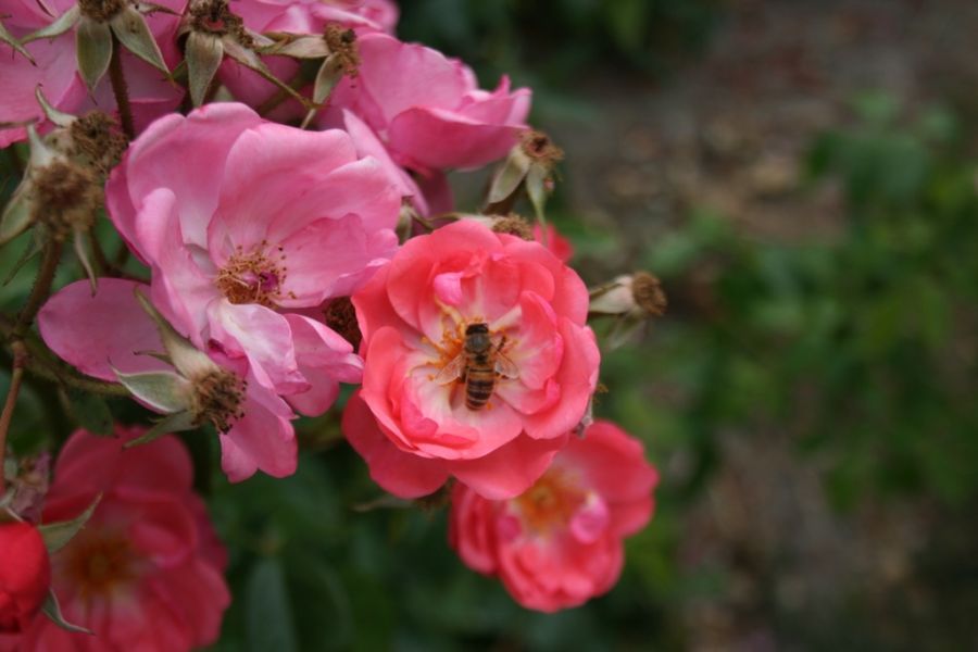 Finn's Rose® - Obrázek 5
