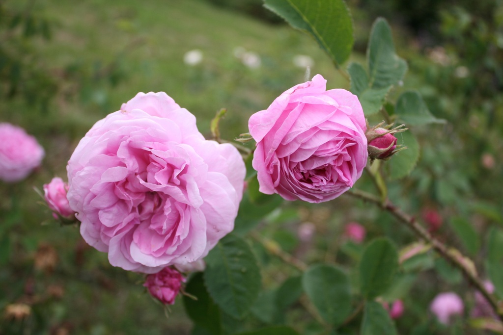 Rosa centifolia major - Obrázek 2