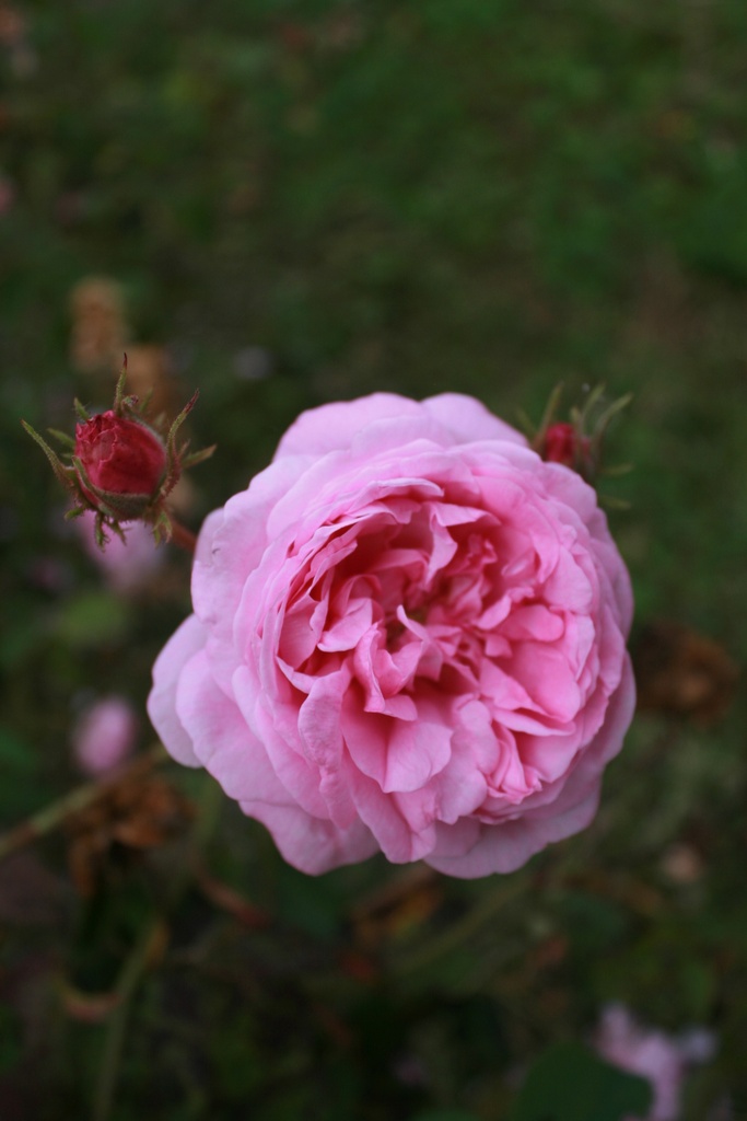 Rosa centifolia major