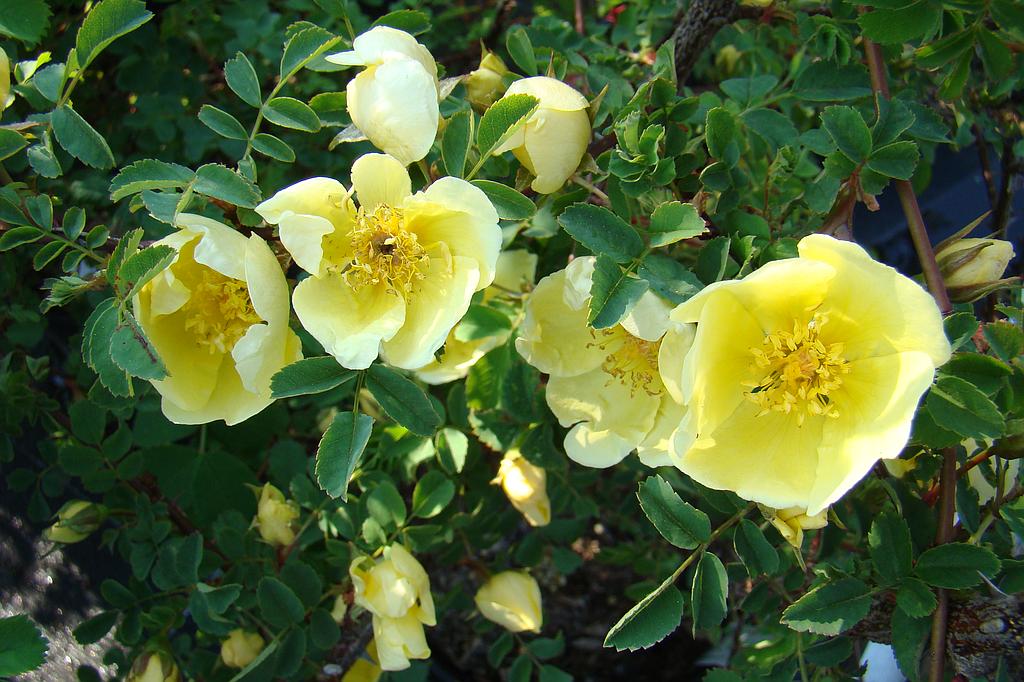 Rosa hugonis - Obrázek 2