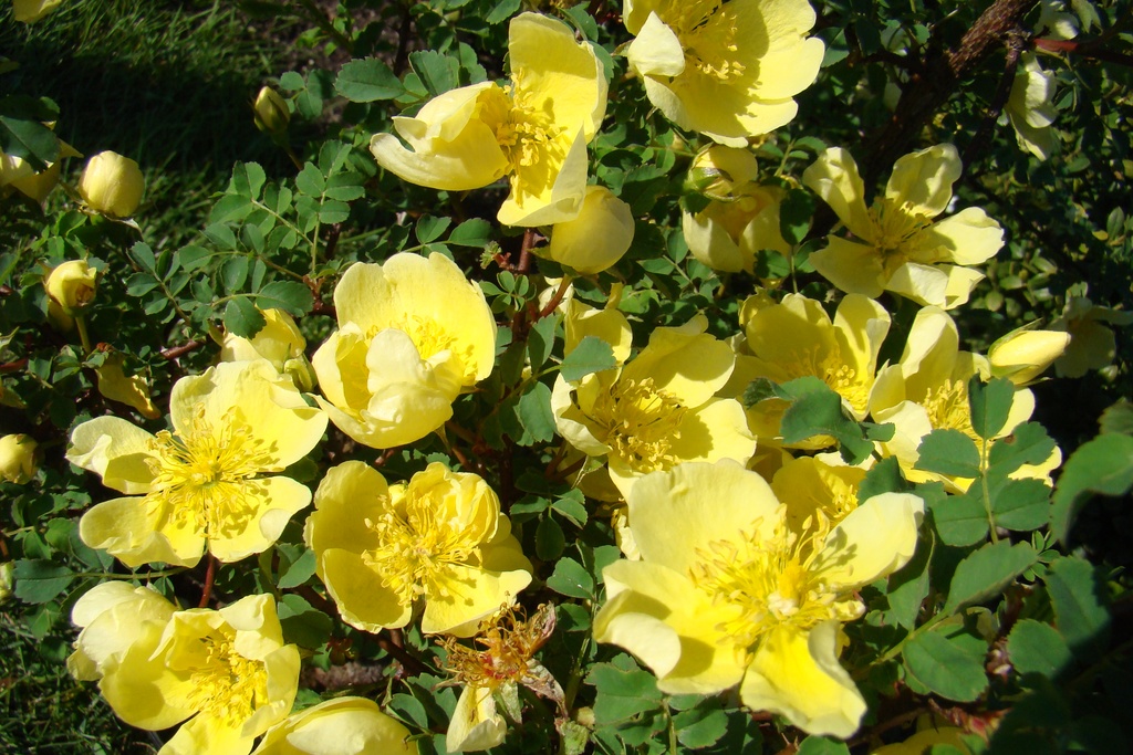 Rosa hugonis