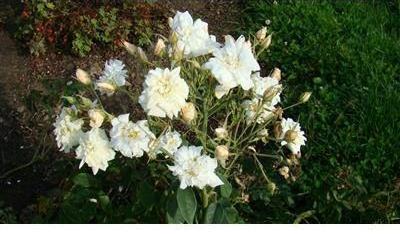 Rosa moschata plena - Obrázek 2