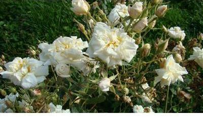 Rosa moschata plena