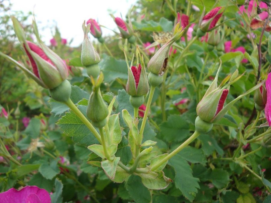 Rosa Arkansana