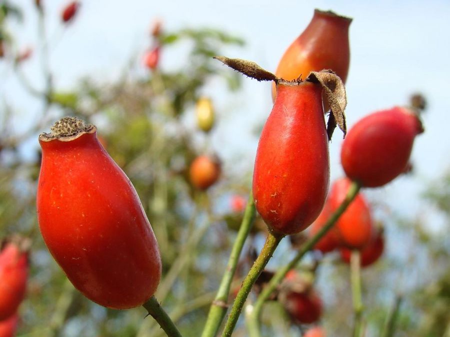 R. alba semi-plena