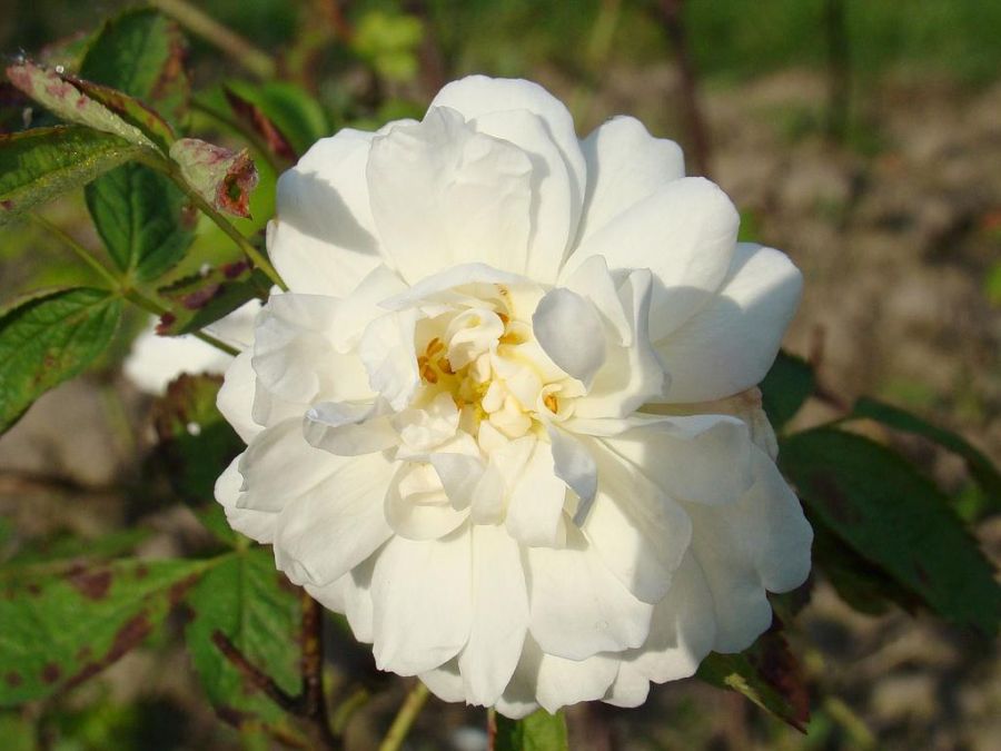 Rosa cannabifolia (R. alba ‘Cymbaefolia’)