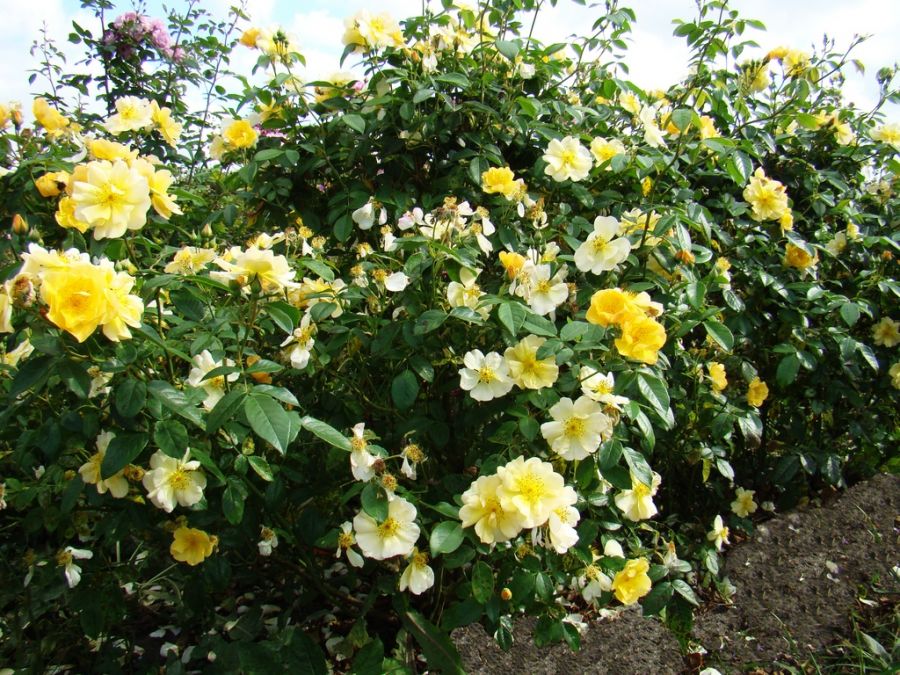 Smiling Sun®