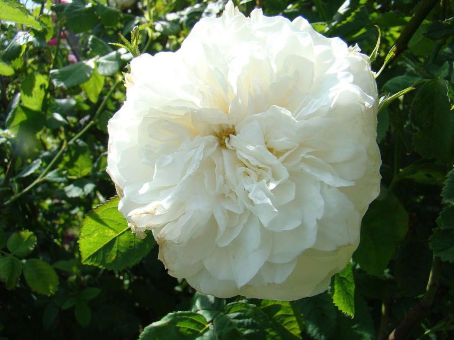 Madame Legras de St. Germain