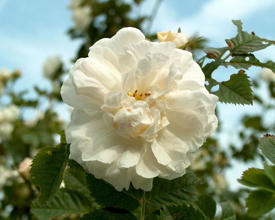 Rosa Alba Maxima - Obrázek 2