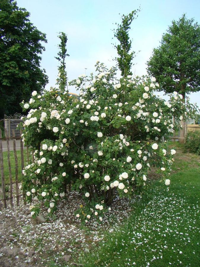 Rosa Alba Maxima