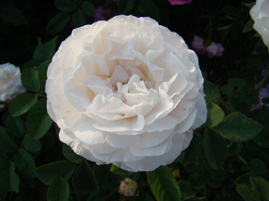 Blanchefleur - Obrázek 2