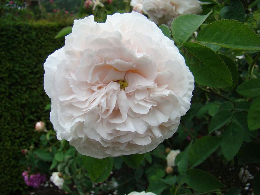 Blanchefleur
