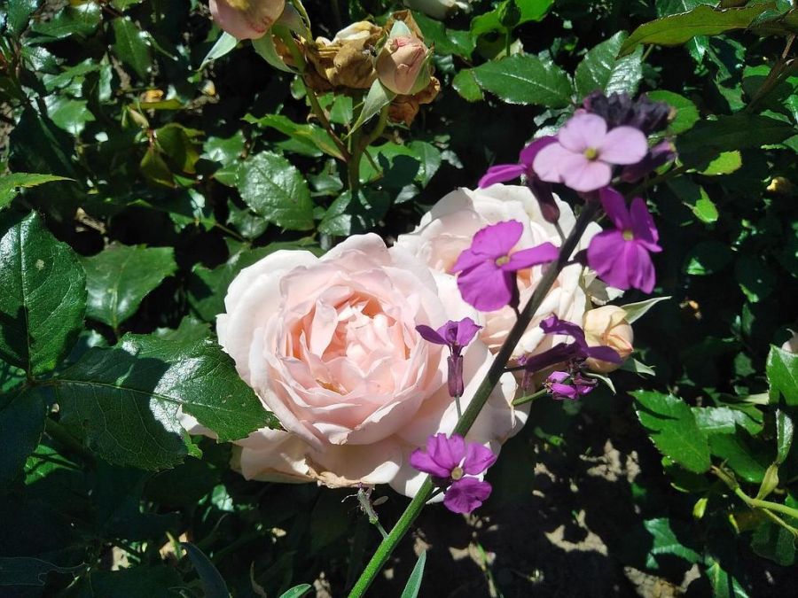 Chandos Beauty Ⓡ (Sweet Love)