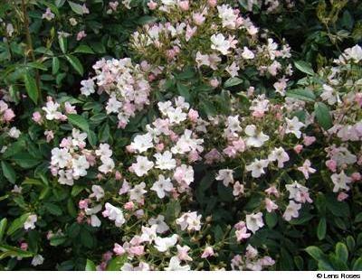 Diamant Rose