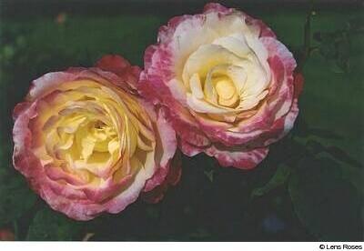 Double Delight