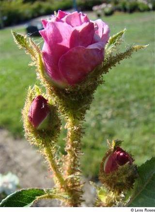 Duchesse de Verneuil