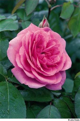 Gertrude Jekyll