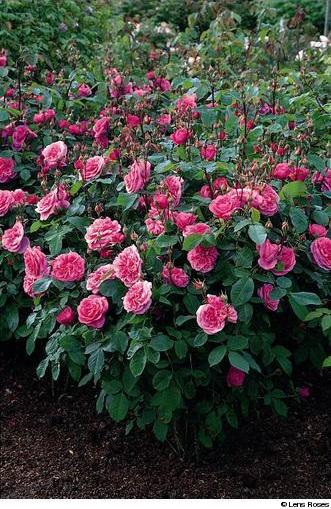Gertrude Jekyll - Obrázek 2