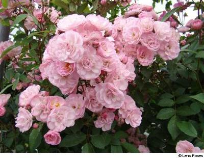 Heavenly Pink - Obrázek 2