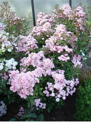 Heavenly Pink