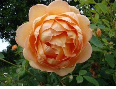 Lady of Shalott
