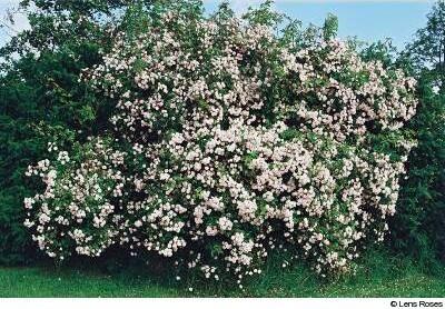 Paul's Himalayan Musk
