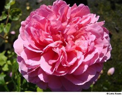 Princess Alexandra of Kent