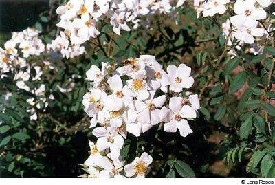 Rosa moschata